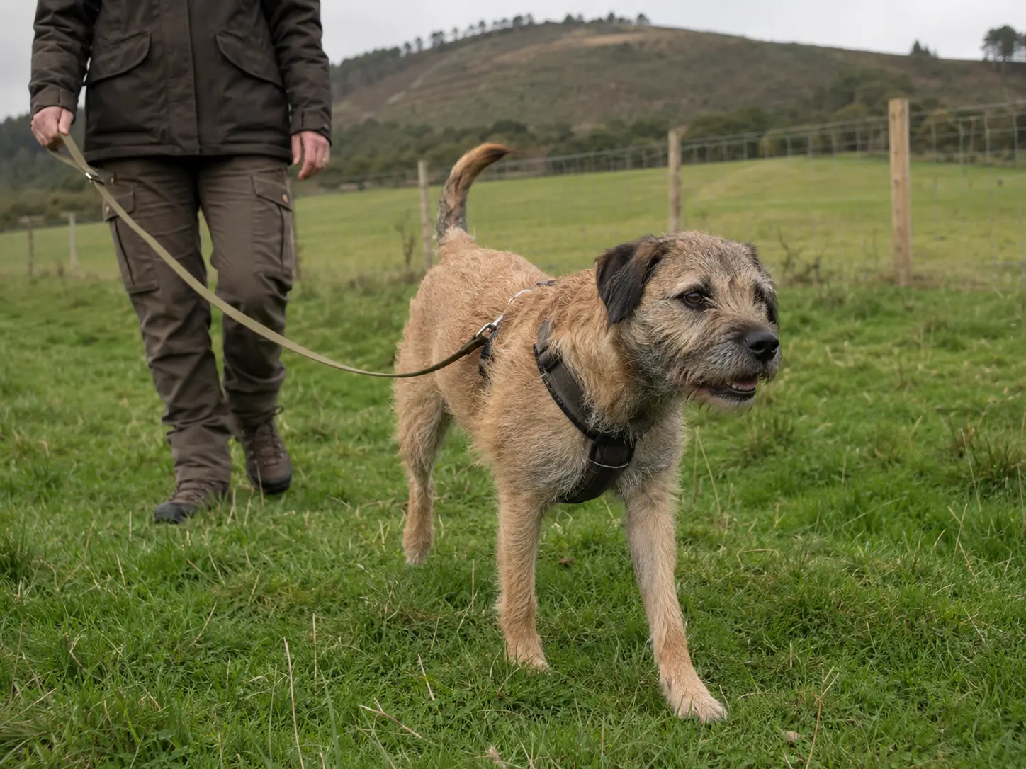 A dog enjoying a peaceful individual walk on private countryside land